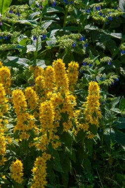 Güzel çiçekli fotoğraf, doğal duvar kağıdı.