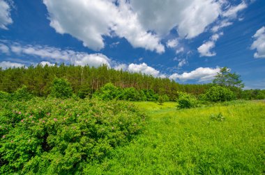 Yeşil ve bulutlu gökyüzü ile yaz manzarası