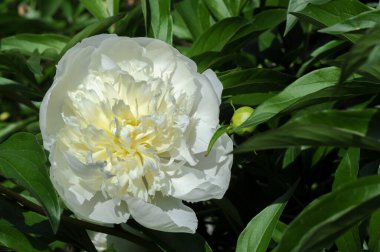 Şakayık ya da şakayık. Asya 'dan, Avrupa' dan ve Kuzey Amerika 'dan geliyorlar. Onlar ılıman bölgelerdeki en popüler bahçe bitkilerindendir. Onlar da büyük ölçekte kesilmiş çiçek olarak satılırlar.,