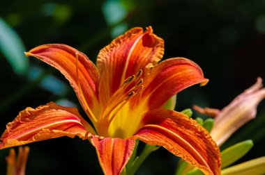 Lilium lancifolium - Çin, Japonya, Kore ve Rusya 'nın uzak doğusunda yetişiyor. Kuzey Amerika 'nın doğusunda pek çok dağınık yerde vatandaşlığa getirilen turuncu-siyah çiçeklerden oluşan süs bitkisi.