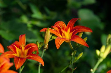 Lilium lancifolium - Çin, Japonya, Kore ve Rusya 'nın uzak doğusunda yetişiyor. Kuzey Amerika 'nın doğusunda pek çok dağınık yerde vatandaşlığa getirilen turuncu-siyah çiçeklerden oluşan süs bitkisi.