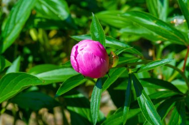 Şakayık ya da şakayık. Asya 'dan, Avrupa' dan ve Kuzey Amerika 'dan geliyorlar. Onlar ılıman bölgelerdeki en popüler bahçe bitkilerindendir. Onlar da büyük ölçekte kesilmiş çiçek olarak satılırlar.,