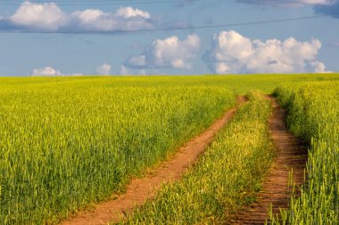  Yaz fotoğrafı. Buğday, tohumu için yaygın olarak ekilen bir ottur, dünya çapında önemli bir yiyecek olan tahıldır. Birçok buğday türü birlikte Triticum cinsini oluşturur. 