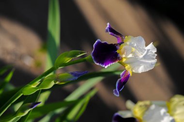 Iris 'in hak ettiği kadar popüler, narin taç yaprakları, mayıs ve haziran aylarında yaprakları muhteşem kokulu çiçekleri ve kılıç şeklinde gri-yeşil yaprakların hayranları var.. 