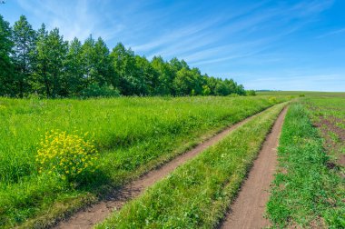 Yaz manzarası, bunaltıcı yaz günleri, kırsal yol, yonca tarlaları, mısırlar...