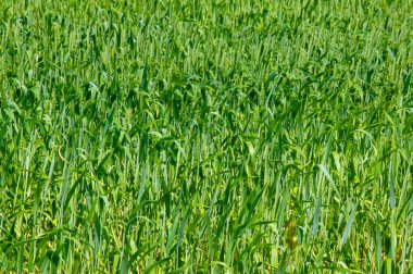 Yaz fotoğrafçılığı, buğday, ekmek, makarna, şekerleme ve benzeri ürünler için un üretmek için kullanılan ılıman ülkelerde yetişen en en önemli bitkidir.. 