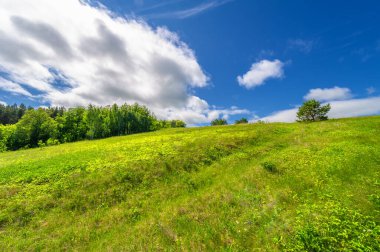 Gün ışığında güzel yaz manzarası