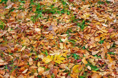 Sonbahar yaprakları, mevsimsel botanik arka plan