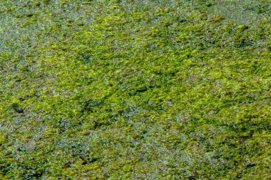 Güzel botanik fotoğrafı, doğal duvar kağıdı.