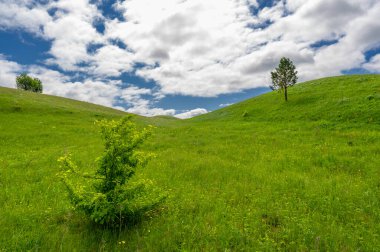 Gün ışığında güzel yaz manzarası
