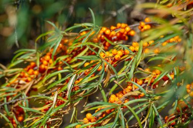 Güzel botanik fotoğrafı, dut duvar kağıdı.