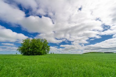 Gün ışığında güzel yaz manzarası