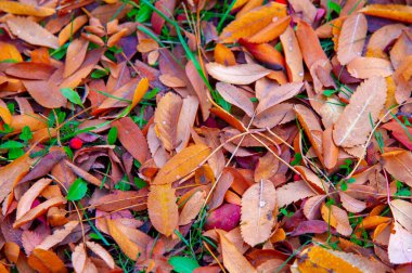 Sonbahar fotoğrafçılığı, sonbaharda yapraklar, yılın bu zamanında ağaçlar turuncu, kırmızı ve bakır çiçeklerden koparak canlanıyor.