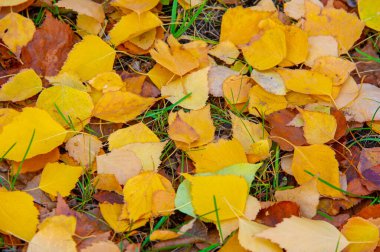 Sonbahar yaprakları, mevsimsel botanik arka plan