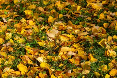 Huş ağacının renkli sonbahar yaprakları, yaprak döken, beyaz kabuklu ve kalp şeklinde yaprakları olan ağaç..