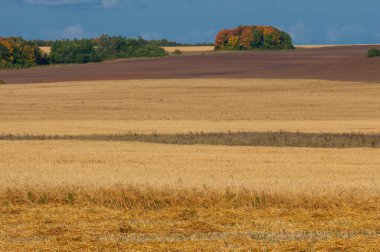 Gün ışığında güzel yaz manzarası