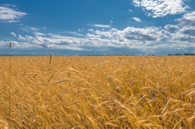 Gün ışığında güzel yaz manzarası