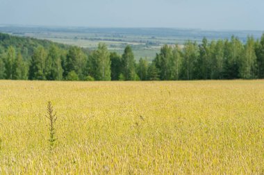 Gün ışığında güzel yaz manzarası