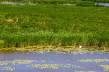 Gün ışığında güzel yaz manzarası