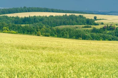 Gün ışığında güzel yaz manzarası
