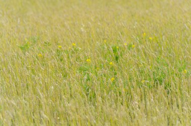 Güzel botanik fotoğrafı, doğal duvar kağıdı.