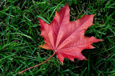 Sonbahar akçaağaç yaprağı, daha yüksek bir bitkinin düz bir yapısıdır. Direk sapına ya da gövdesine bağlı bir bıçağa benzer. Yapraklar fotosentez ve dönüşümün ana organlarıdır.