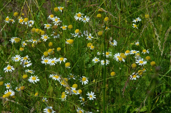 Matricaria Chamomilla Latin Ett Värdena Matrisen Livmodern Matricaria Chamomilla Används — Stockfoto