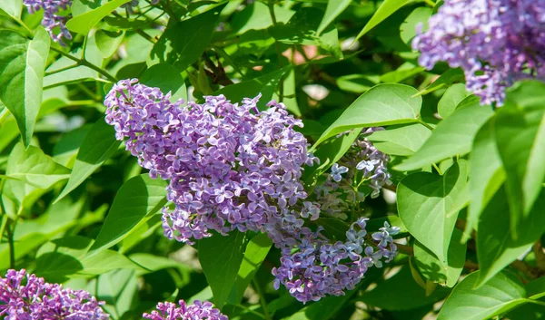 Syringa Lilac Blühende Gehölzarten Aus Der Familie Der Olivengewächse Die — Stockfoto