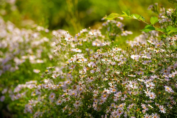 Aster Alpinus Alpine Aster Groeit Bergen Van Europa Inclusief Alpen — Stockfoto