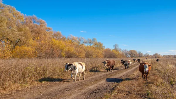 Осінні Фотографії Заплава Річки Але Поки Тільки Осінь Золота Немає — стокове фото