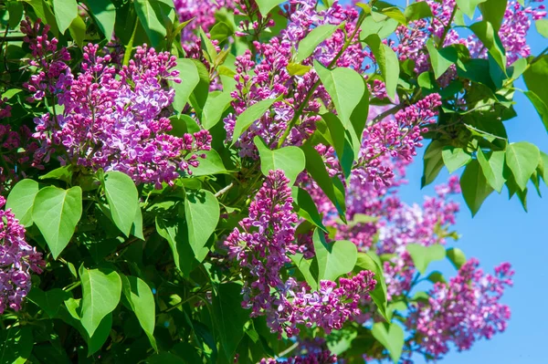Zeytin familyasına ait ağaçlık alanlarda yetişen ve güneydoğu Avrupa 'dan doğu Asya' ya kadar ovalanan ve daha ılıman bölgelerde yaygın ve yaygın olarak yetiştirilen leylak yapraklı yapraklı şırınga türleri.