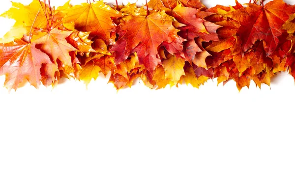 Осенняя Листва Сезонный Ботанический Фон — стоковое фото