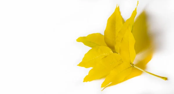 Outono Paisagem Esboço Outono Foto Amarelo Borgonha Folhas Vermelhas Petição — Fotografia de Stock