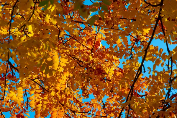 Paysage Automne Croquis Automne Sur Photo Feuilles Jaunes Bordeaux Rouges — Photo