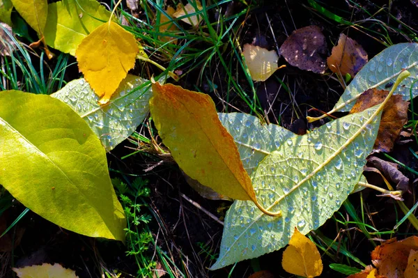 Autunno Fotografia Foglie Autunno Questo Periodo Dell Anno Gli Alberi — Foto Stock