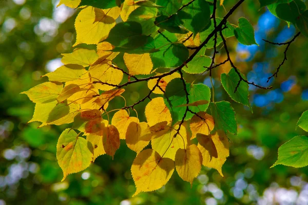 Sonbahar Fotoğrafçılığı Sonbaharda Yapraklar Yılın Zamanında Ağaçlar Turuncu Kırmızı Bakır — Stok fotoğraf
