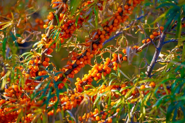 Vacker Botanisk Skott Bär Tapet — Stockfoto