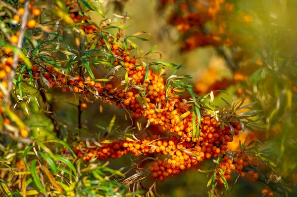 Beautiful Botanical Shot Berry Wallpaper — Stock Photo, Image