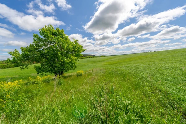 Piękna Scena Letniego Krajobrazu Świetle Dziennym — Zdjęcie stockowe