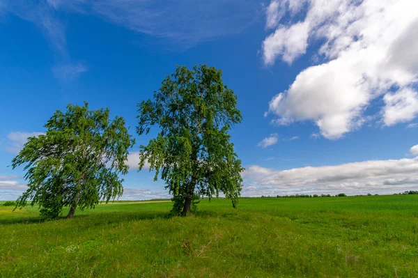 Beautiful Summer Landscape Scene Daylight — Stock Photo, Image