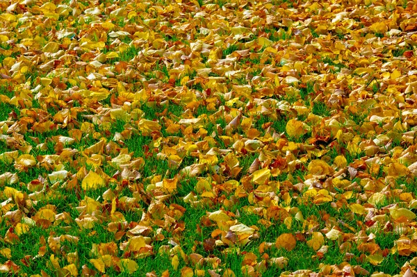 秋天的风景 照片中的秋天草图 黄色的勃艮第红叶 夏天的请愿书 欢快的照片 — 图库照片