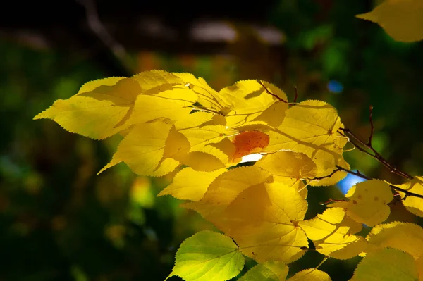 Herbstliches Laub Saisonaler Botanischer Hintergrund — Stockfoto