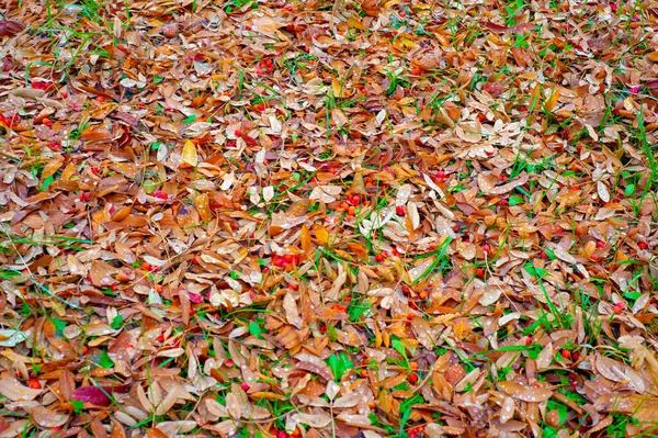 Herbstliches Laub Saisonaler Botanischer Hintergrund — Stockfoto