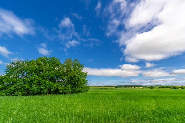 Bella Scena Del Paesaggio Estivo Alla Luce Del Giorno — Foto Stock