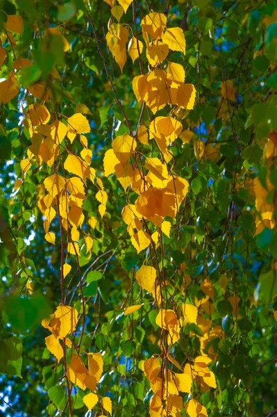 Fotografia Outono Folhas Outono Nesta Época Ano Árvores Parecem Ganhar — Fotografia de Stock