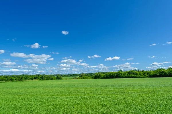 Hermoso Paisaje Verano Escena Luz Del Día — Foto de Stock