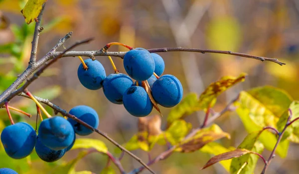 Vacker Botanisk Skott Bär Tapet — Stockfoto