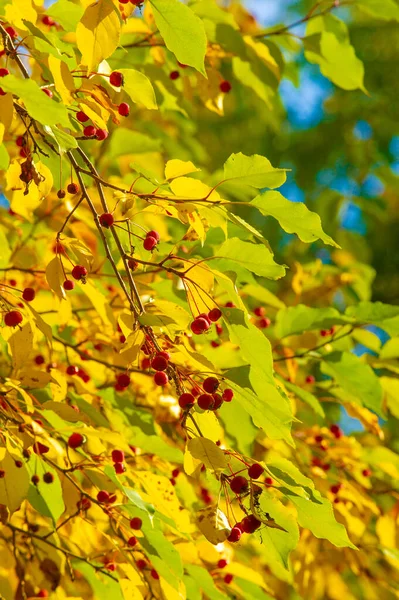 Herbstlandschaft Skizze Des Herbstes Auf Dem Foto Gelb Bordeauxrote Blätter — Stockfoto