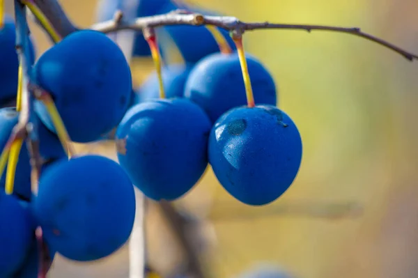 Piękny Botaniczny Strzał Jagodowa Tapeta — Zdjęcie stockowe