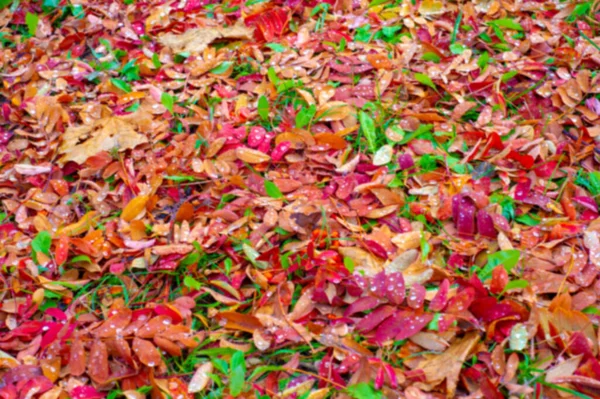 Verschwommene Herbstfotos Blätter Herbst Dieser Zeit Des Jahres Scheinen Die — Stockfoto